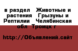  в раздел : Животные и растения » Грызуны и Рептилии . Челябинская обл.,Троицк г.